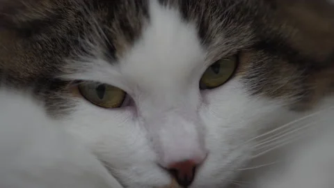 Closeup cat face 스톡 동영상 164549990