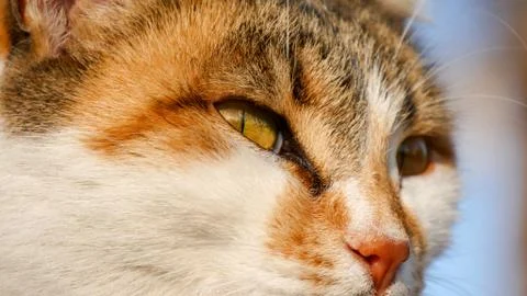 Closeup of a cat face. Stock-Fotos