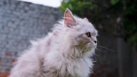 Closeup of cat face. stray cat, Cat  in front of camera Stock-Footage 342737421