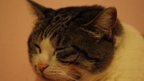 Closeup cat face white and grey sleeping Stock Footage 73716718