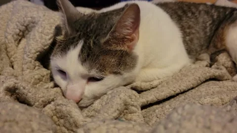 Closeup of Cat Falling Asleep on Blanket (4K) 스톡 동영상 154606869