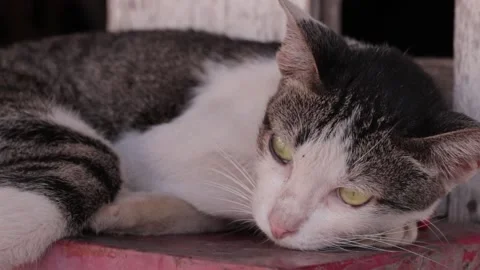 Closeup of cat Video stock 224431548