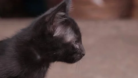 Closeup of cat Stock Footage 224431614