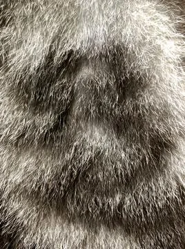 The closeup of Cat fur pattern Stock Photos