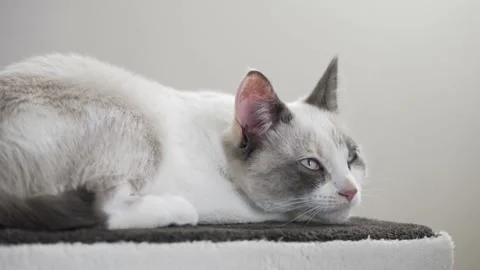 Closeup of Cat going to Sleep Video stock 147061054