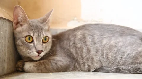 Closeup of Cat at home Stock Footage 47450652