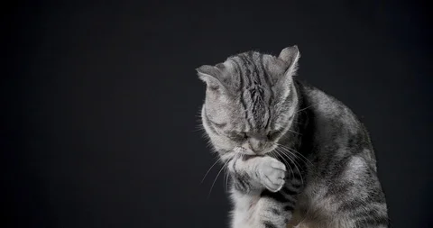Closeup cat licking  on black background Stock Footage 104175563