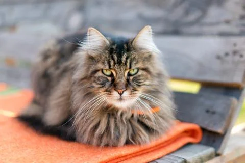 Closeup of a cat looking at the camera with blurred background. The quiet cat Stock Photos