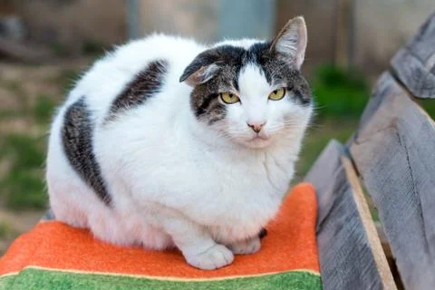 Closeup of a cat looking at the camera with blurred background. The quiet cat Stock Photos