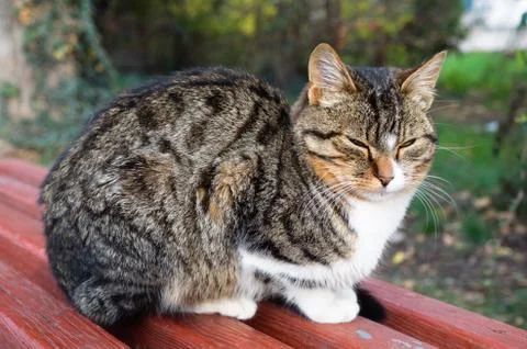 Closeup of cat Foto stock