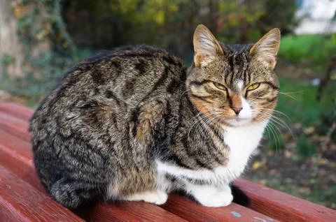 Closeup of cat 스톡 사진