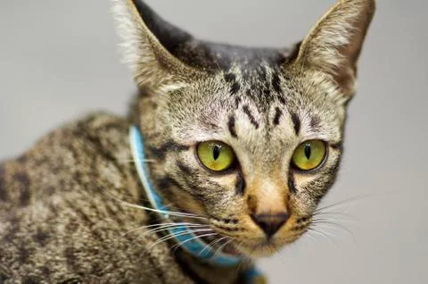 Closeup cat Foto stock