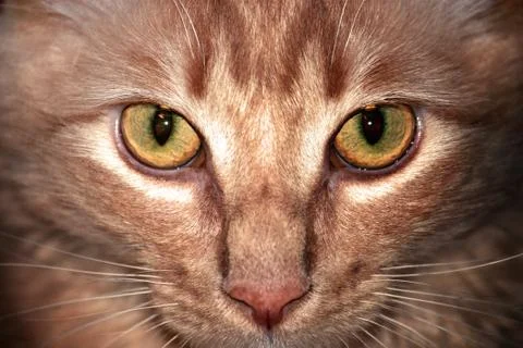 Closeup Cat Stock Photos