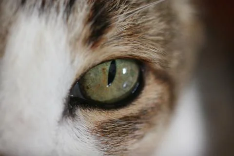 Closeup from a cat Stock Photos