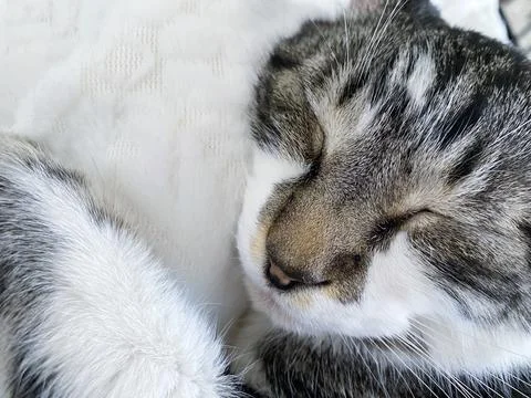 Closeup of cat sleeping Stock Photos