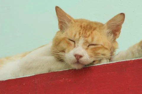 Closeup of a cat sleeping Stock Photos