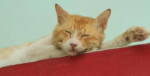 Closeup of a cat sleeping Foto stock