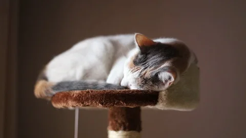 Closeup of a cat sleeping on a scratching post Video stock 116681767