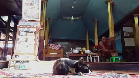 Closeup of cat sleeps in Jumping Cat Monastery, monk sits on chair, Inle Lake 스톡 동영상 79992348