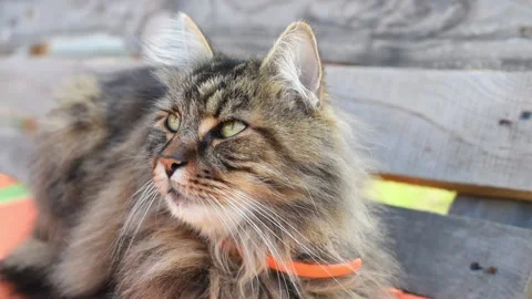 Closeup of a cat sniffs the air Video stock 144311289