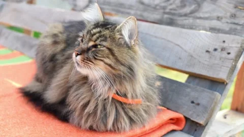 Closeup of a cat sniffs the air Video stock 144311365