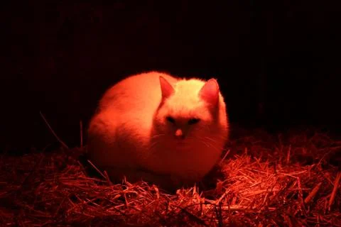 Closeup of cat under light trying to get warm in the barn Stock Photos