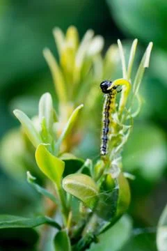 Closeup of a caterpillar of box tree moth (Cydalima perspectalis) feeding on  Stock Photos