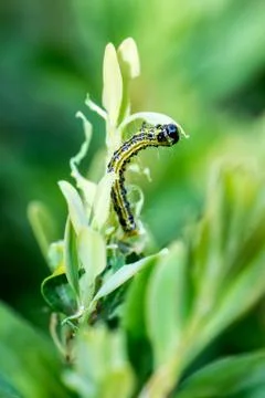 Closeup of a caterpillar of box tree moth (Cydalima perspectalis) feeding on  Stock Photos
