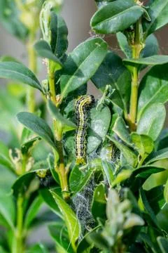 Closeup of a caterpillar of box tree moth (Cydalima perspectalis) feeding on  Stock Photos