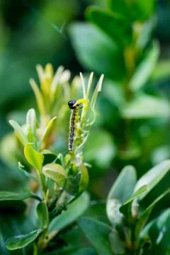 Closeup of a caterpillar of box tree moth (Cydalima perspectalis) feeding on  Stock Photos