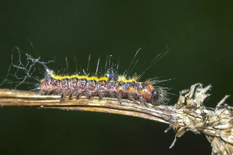 Closeup of a caterpillar of a grey dagger, Acronicta psi, moth crawling and e Stock Photos