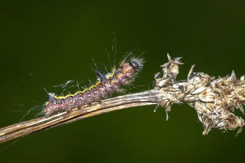 Closeup of a caterpillar of a grey dagger, Acronicta psi, moth crawling and e Stock Photos