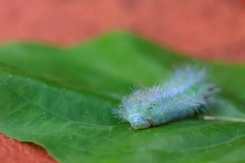 Closeup Caterpillar on leaf Stock Photos