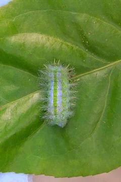 Closeup Caterpillar on leaf Foto stock