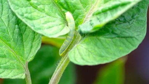 Closeup Of Caterpillar On Tomato Leaf Stock Photos