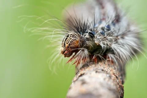 Closeup of a caterpillar's head Stock-Fotos