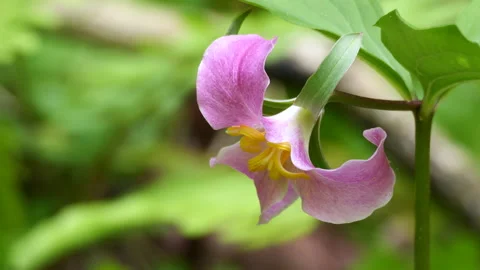 Closeup of Catesby's Trillium Stock Footage 239543834