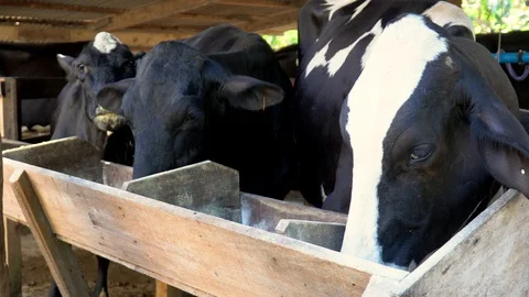 Closeup of cattle eating feed on milk farm in Brazil. Stock Footage 129268271