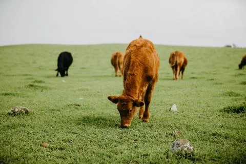 Closeup of a cattle eating Foto stock