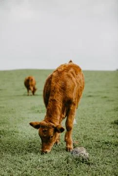 Closeup of a cattle eating Stock Photos