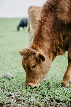 Closeup of a cattle eating Stock Photos