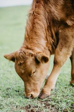 Closeup of a cattle eating Stock Photos