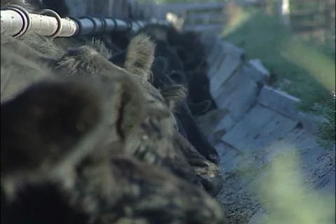 Closeup of Cattle at Feed Trough Stock Footage 93093119
