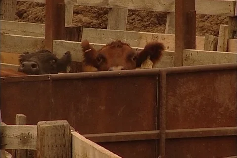 Closeup of Cattle in Feedlot Corrals Stock Footage 93791319