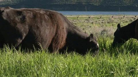 Closeup of Cattle Grazing in Tall Windblown Grass Stock Footage 119940704