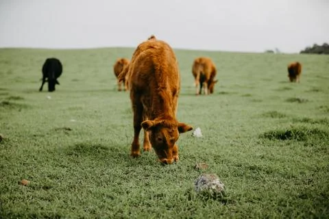 Closeup of a cattle Stock Photos