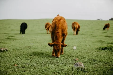 Closeup of a cattle Stock Photos