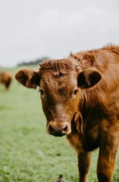 Closeup of a cattle Stock Photos
