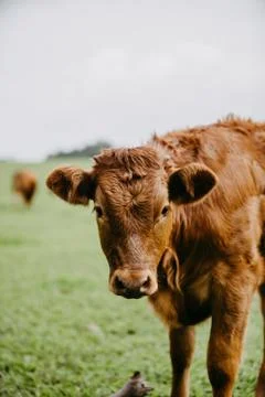 Closeup of a cattle Stock Photos