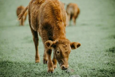 Closeup of a cattle Stock Photos